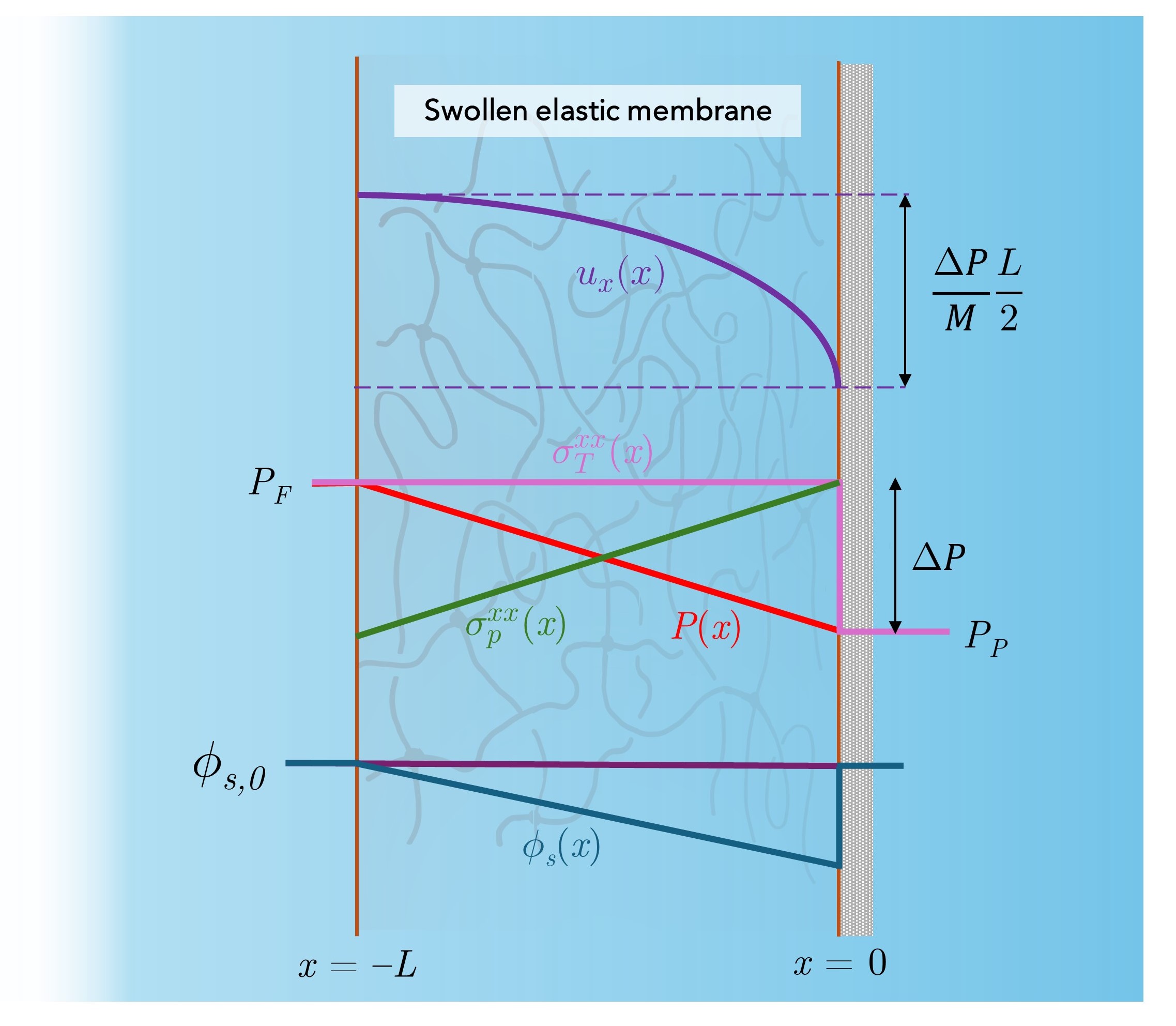 diagram of membrane research