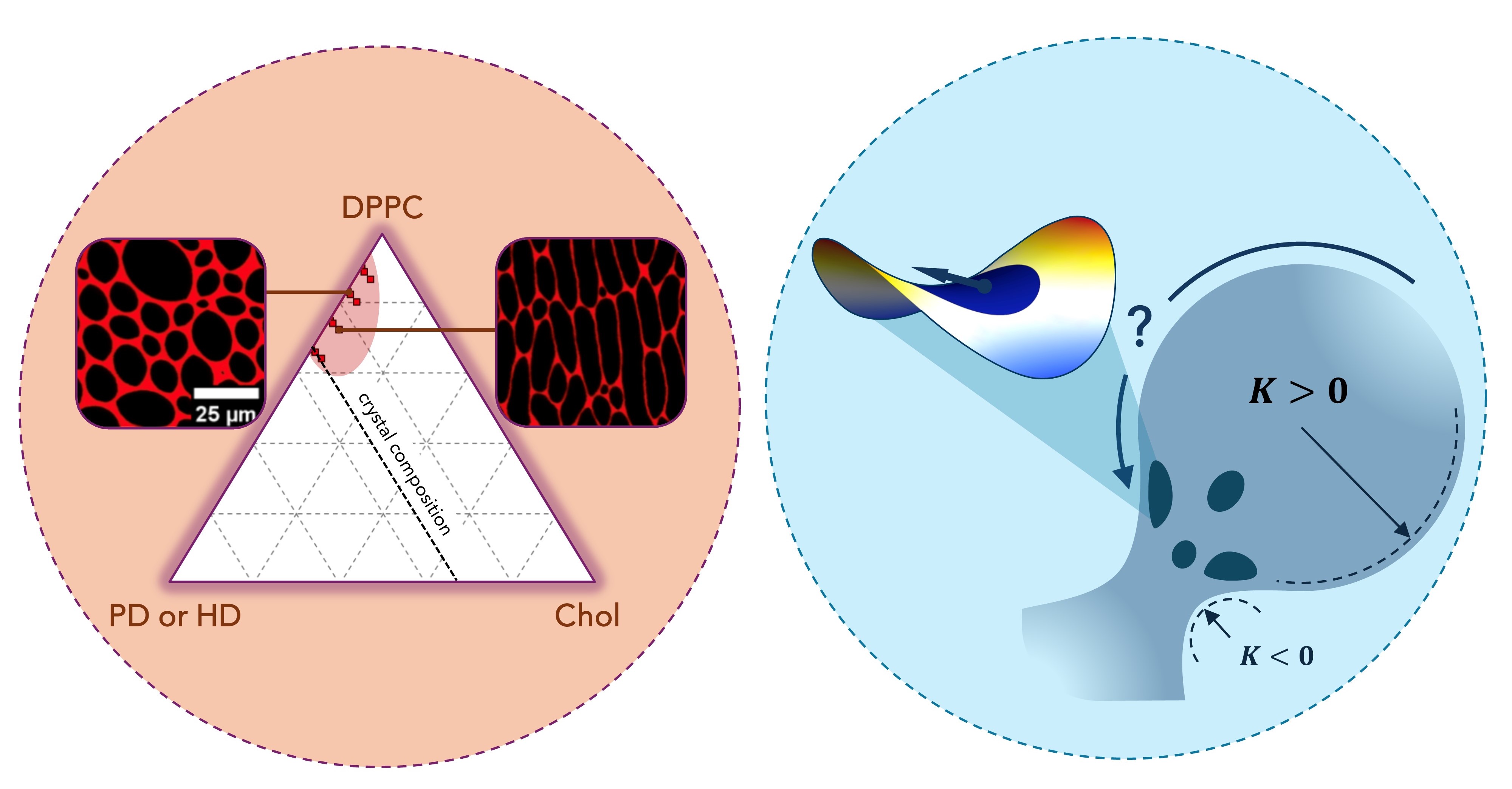 diagram of curvature of interfaces research